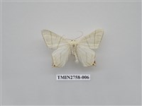 藏品(尺蛾327)的圖片